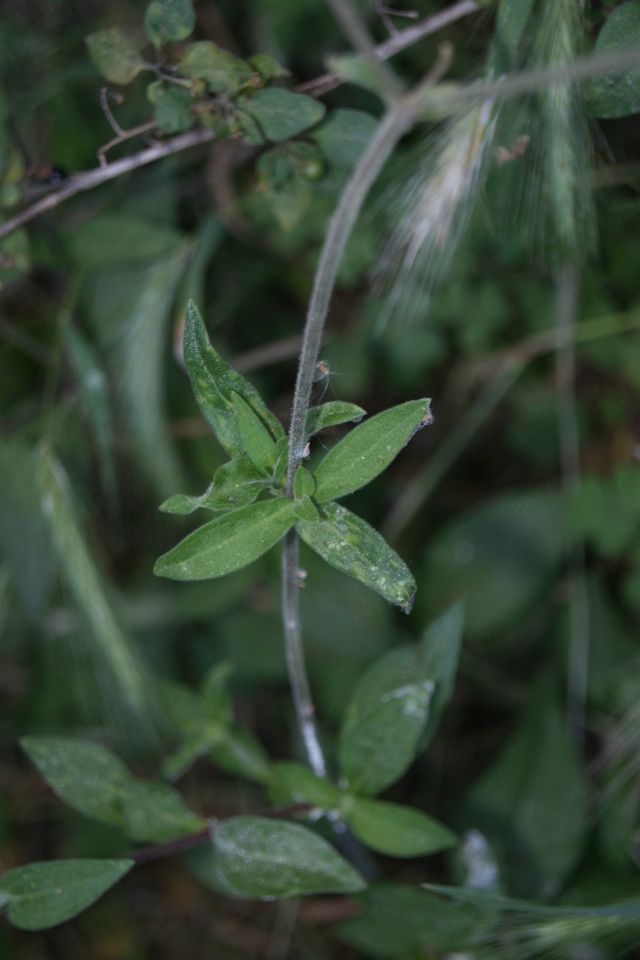 Silene latifolia / Silene bianca